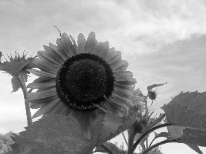 Sky, Sunflower, Leaf