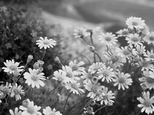 Sky, daisy, Meadow