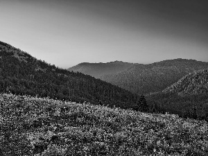 Mountains, Flowers, Sky, woods