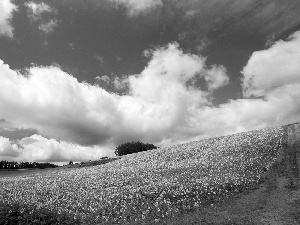 Field, Way, Sky, Nice sunflowers