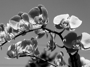 Sky, purple, orchids