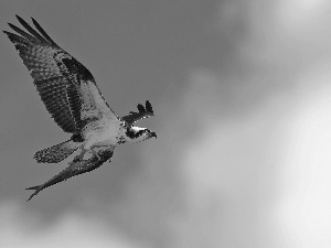 osprey, fish, Sky, flight