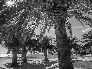 Sky, sea, Palms