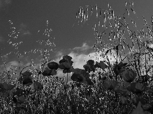 Sky, Red, papavers