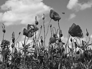 Sky, Red, papavers