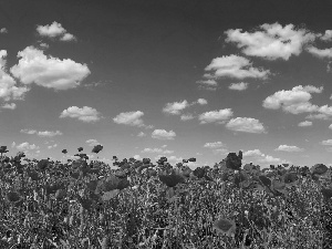 Sky, Red, papavers