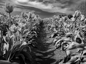 Pink, Path, Sky, Tulips