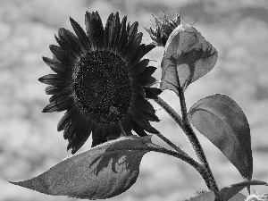 Red, blue, Sky, Sunflower