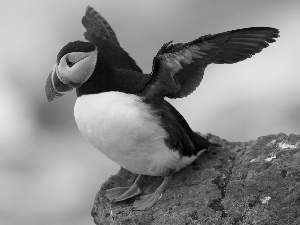 Sky, Bird, Rocks