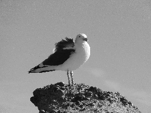 Sky, seagull, Rocks