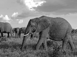 Sky, Elephants, savanna