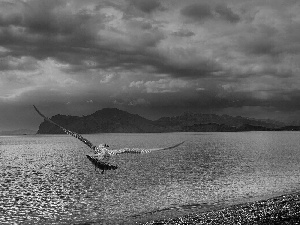 seagull, Clouds, Sky, sea