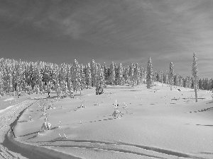 Sky, snow, viewes, woods, trees