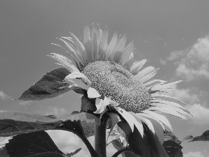 Sunflower, Sky