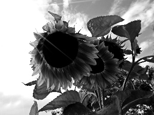 Sunflower, Sky