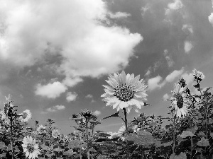 Sky, Field, sunflowers
