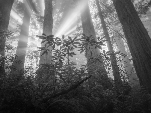 Redwood National Park, trees, light breaking through sky, viewes, fern, California, The United States, redwoods