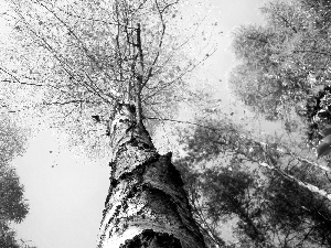 Sky, birch-tree, viewes, colors, trees