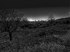 trees, Bush, Sky, viewes