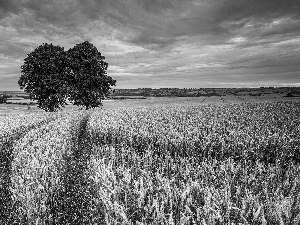 Sky, cereals, trees