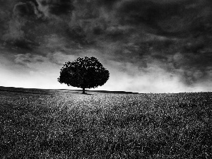 trees, dark, Sky, Field