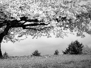 trees, Meadow, Sky, fruit