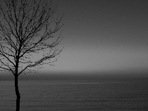 trees, west, Sky, lake