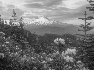 Flowers, woods, trees, Sky, Mountains, rhododendron, viewes