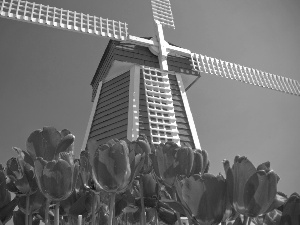 Sky, Windmill, Tulips