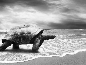turtle, Waves, Sky, sea