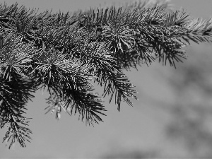 twig, blue, Sky, spruce