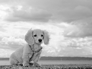 Sky, dachshund, water