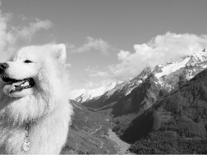 White, Mountains, Sky, dog