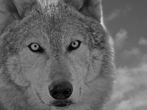 Sky, Eyes, Wolf