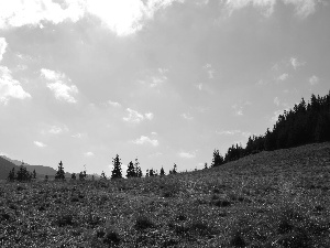 Sky, Meadow, Zakopane