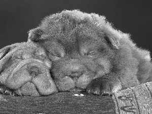 Shar Pei, Two cars, Sleeping