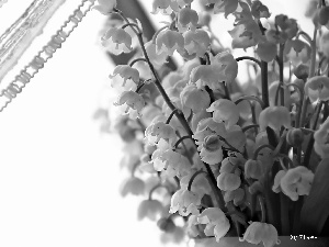 curtain, lilies, small bunch