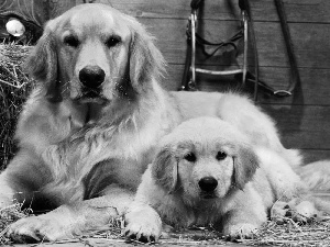 Two cars, Golden Retriever, straw, Dogs