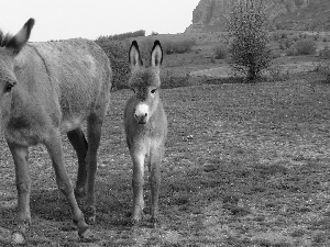 car in the meadow, Bush, small, Donkey, she-ass