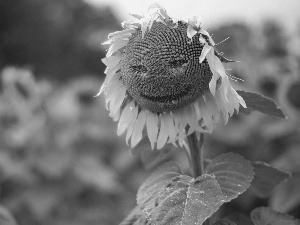 Sunflower, Smile