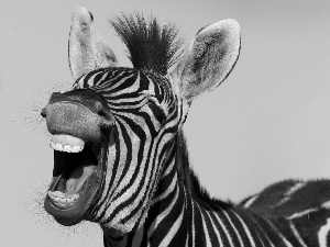 Zebra, Smile