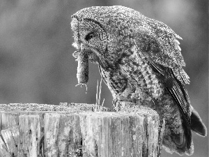 owl, mouse, snag, Tawny owl great gray owl