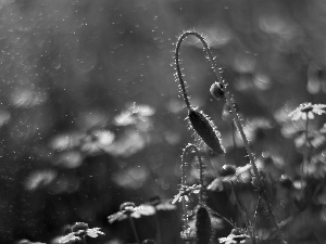 chamomile, drops, snail, bud