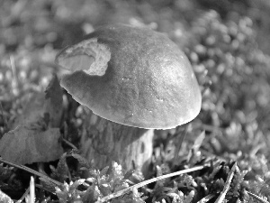 snail, Moss, Bitten, by, Boletus edulis