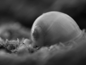 shell, snail