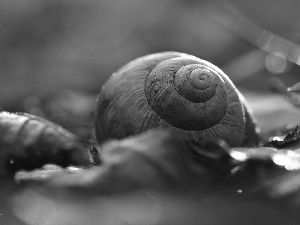 shell, snail