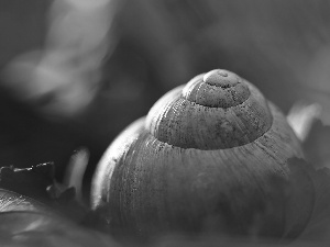 shell, snail