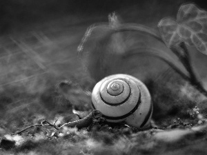 shell, snail
