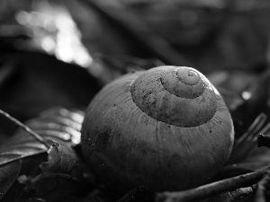 shell, snail