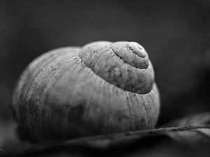 shell, snail